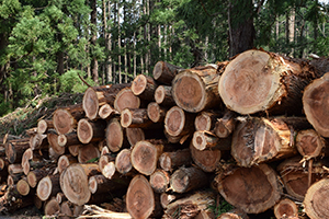 環境に配慮した名札